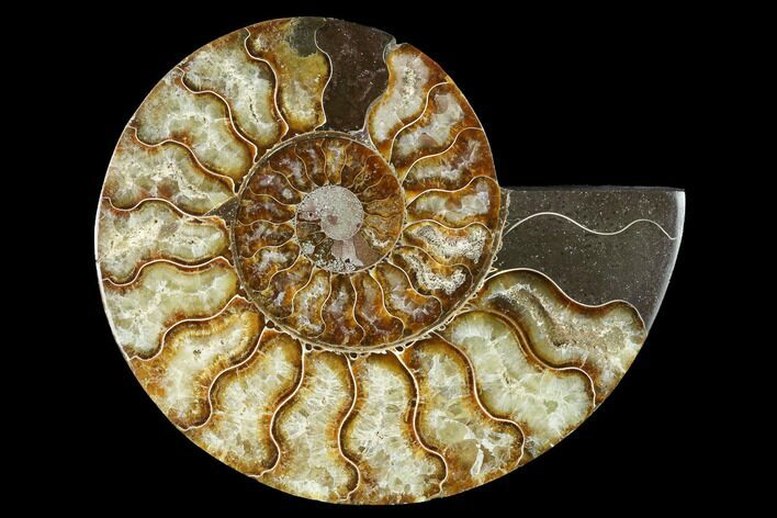 Cut & Polished Ammonite Fossil (Half) - Madagascar #166799
